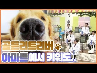 골든 레트리버, 아파트에서 키워도 될까? [펫 닥터스] 11회