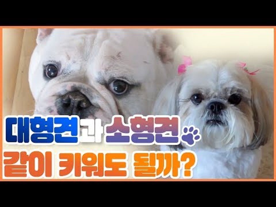 대형견과 소형견 함께 키워도 되나? [펫 닥터스] 12회