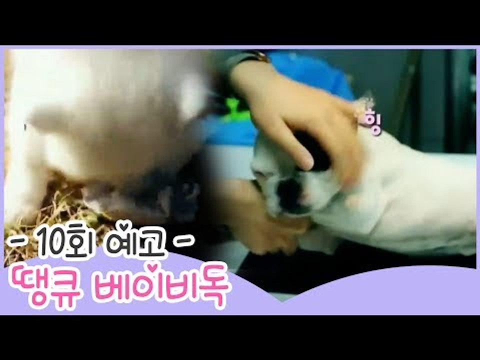 [10회 예고] 땡큐 베이비 독, 의욕 100% 뭉치의 대활약?