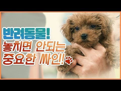 반려동물 절대 놓치면 안 되는 중요한 싸인? [펫 닥터스] 11회