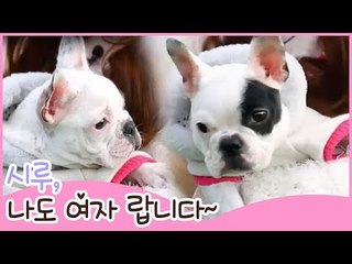 시루, 나도 여자 랍니다~ [땡큐 베이비 독] 9회