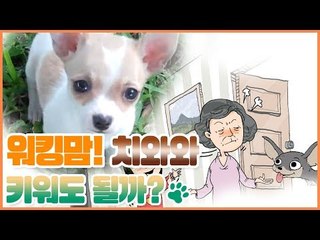 치와와 키워도 될까? [펫 닥터스] 10회