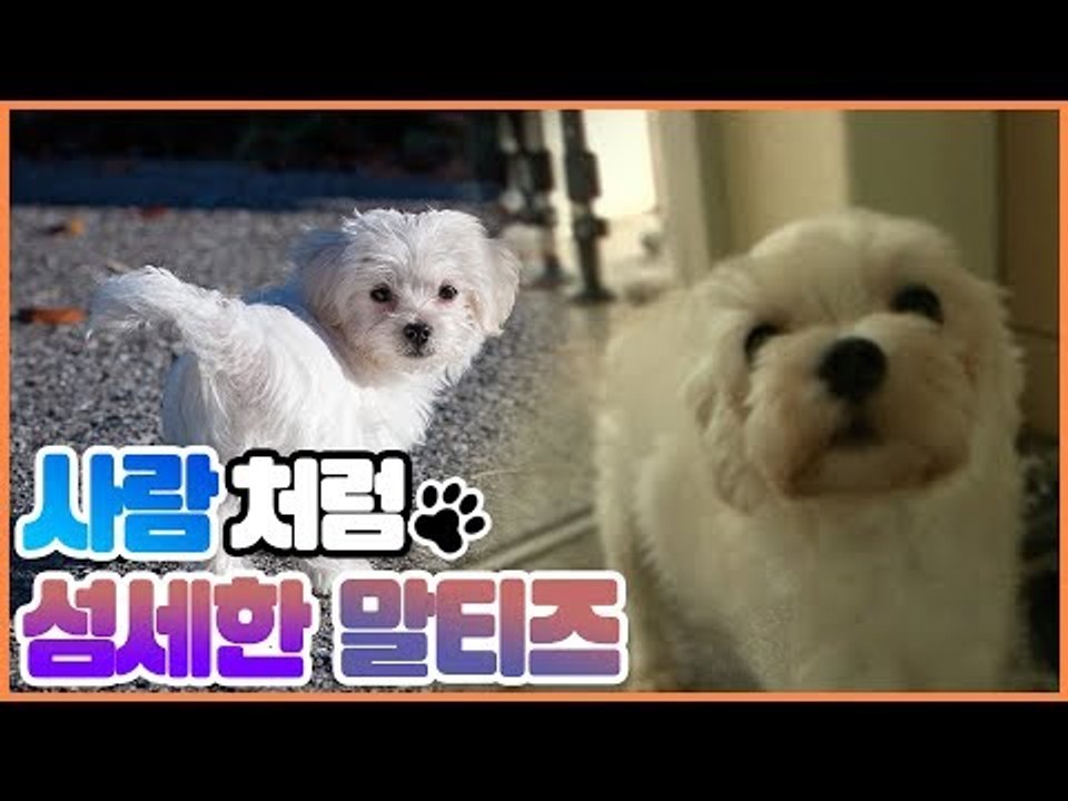 사람처럼 섬세한 몰티즈 [펫 닥터스] 12회