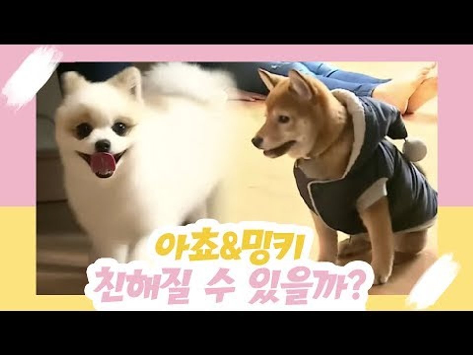 아쵸&밍키, 우리 친해질 수 있을까? [오 마이 펫 시즌2] 1회
