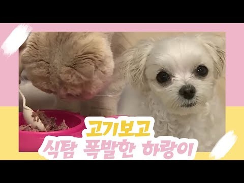 고기를 보고 식탐 폭발한 하랑이 [오 마이 펫 시즌2] 2회
