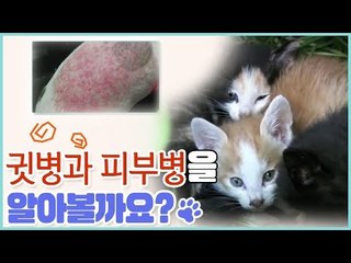 반려동물의 귓병과 피부병 [펫 닥터스 시즌2] 3회