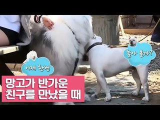 망고가 반가운 친구를 만났을 때 [여자친구! 강아지를 부탁해] 2회