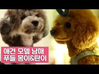 애견 모델 남매, 푸들 몽이와 탄이 [여자친구! 강아지를 부탁해] 1회