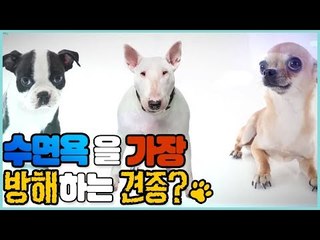 수면욕을 가장 방해하는 견종? [펫 닥터스 시즌2] 2회