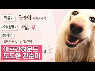 아프간하운드, 도도한 그녀 관순이 [여자친구! 강아지를 부탁해] 3회