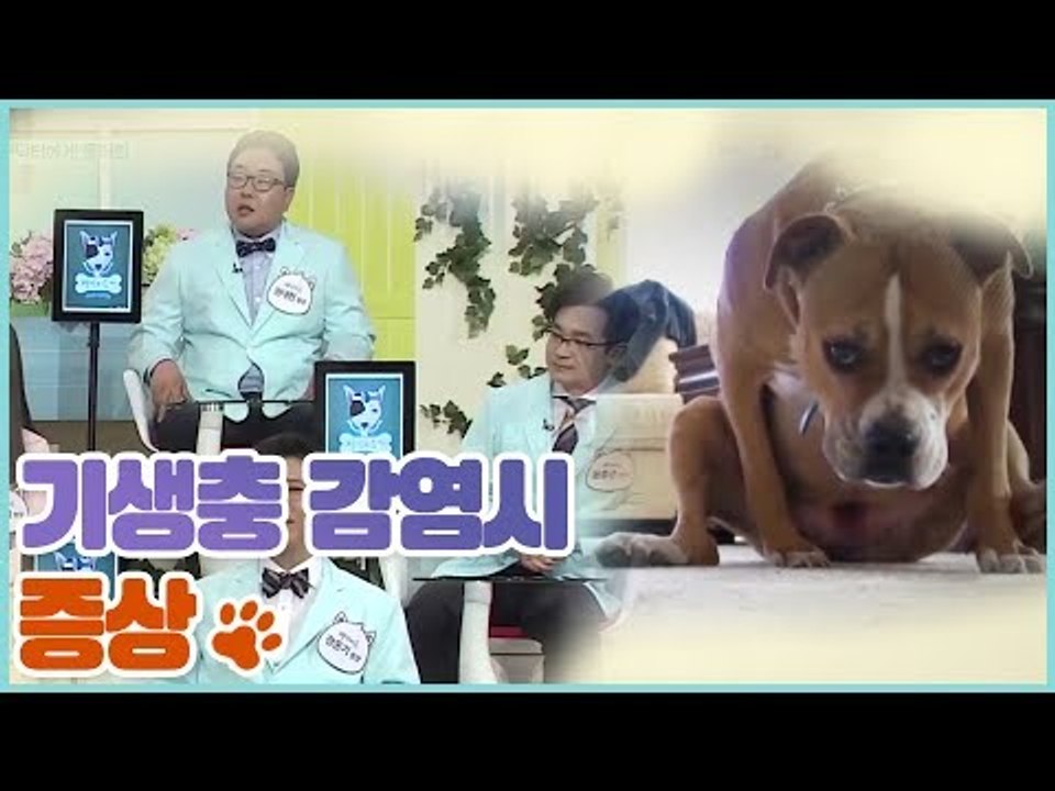 반려동물 기생충 감염 시 증상 [펫 닥터스 시즌2] 5회