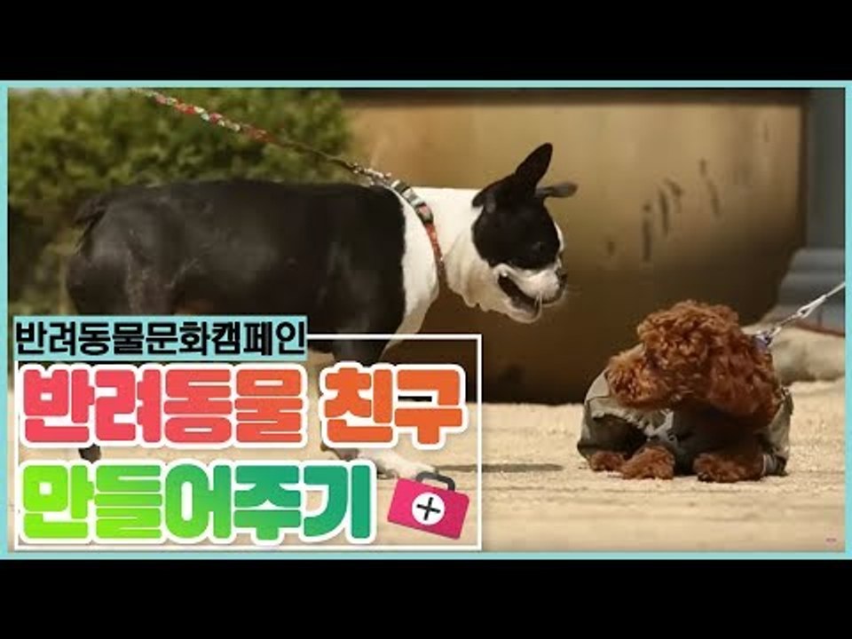 함께해요 반려동물 캠페인, 친구 만들기 [펫 닥터스 시즌2] 4회