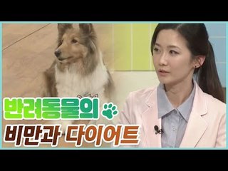 반려동물의 비만으로 인한 질병과 사례 [펫 닥터스] 6회