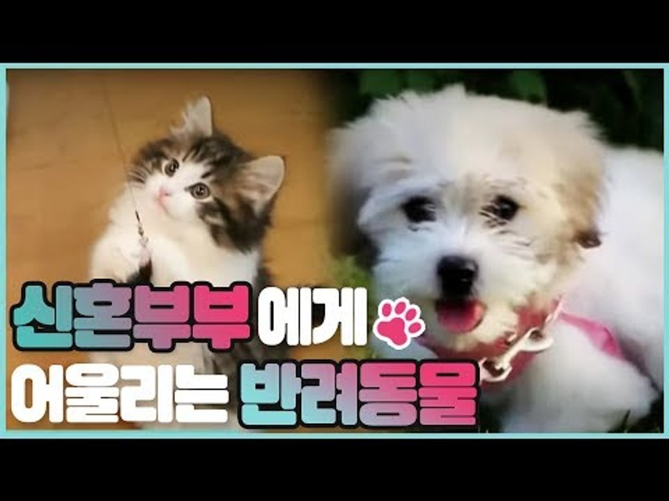 신혼부부에게 어울리는 반려동물 [펫 닥터스 시즌2] 4회