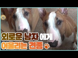 외로운 남자에게 어울리는 반려견 [펫 닥터스 시즌2] 2회