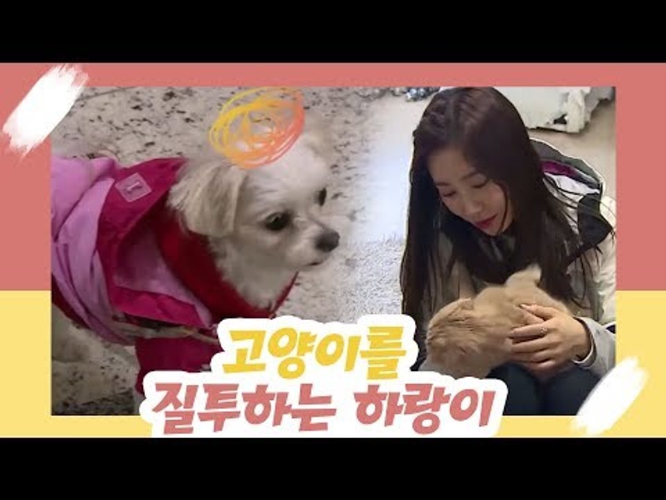 고양이를 질투하는 강아지, 하랑이 [오 마이 펫 시즌2] 2회