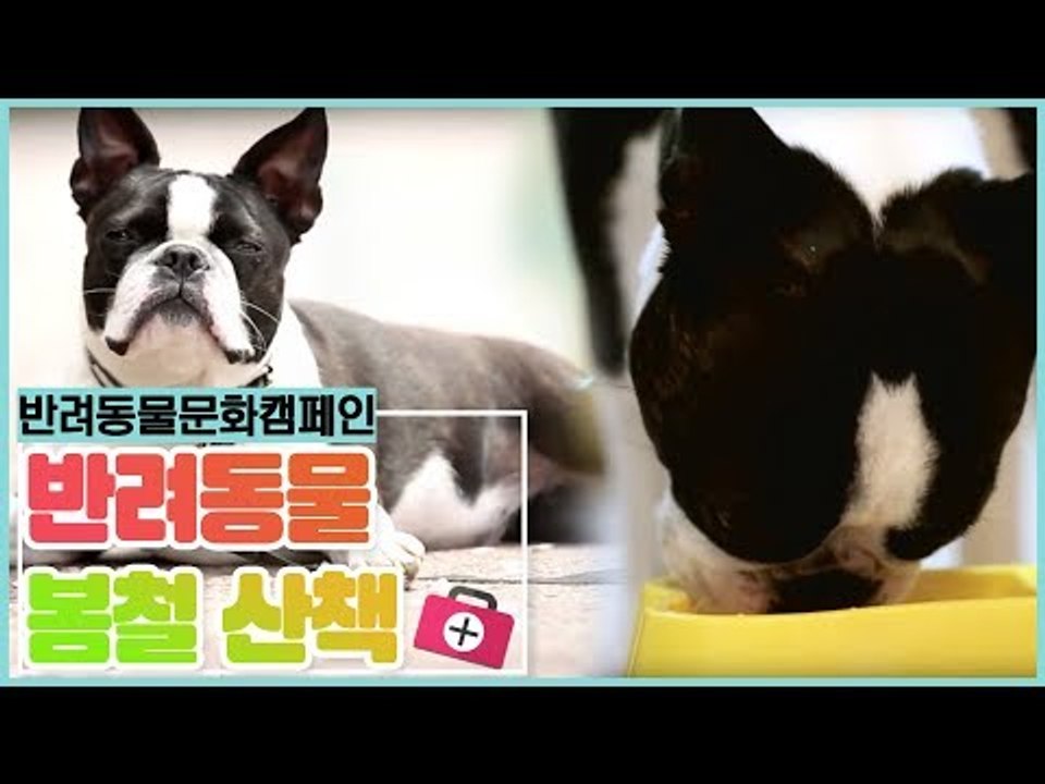 함께해요 반려동물 캠페인, 봄철 산책 [펫 닥터스 시즌2] 5회