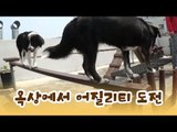 수근이, 옥상에서 어질리티 도전! [윤형빈의 팔도견문록] 11회