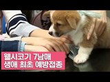 웰시코기 7남매 생애 최초 예방접종 [여자친구! 강아지를 부탁해] 5회