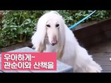 관순이와 우아하게~ 오전 산책을! [여자친구! 강아지를 부탁해] 3회