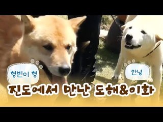 보배의 섬 진도에서 만난 도해&이화 [윤형빈의 팔도견문록] 3회