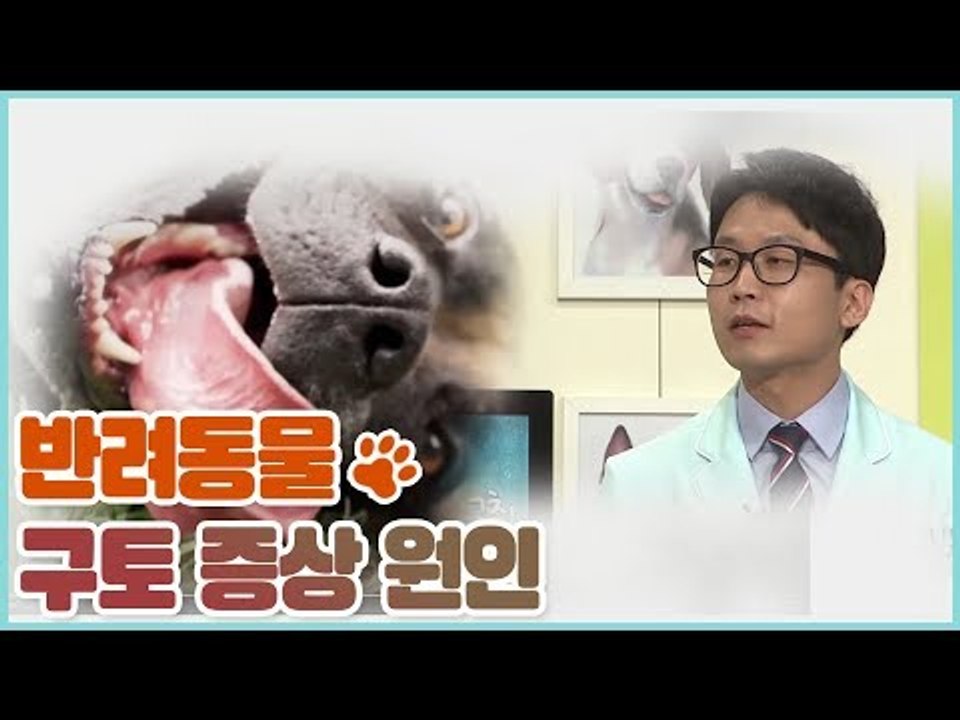 반려동물 구토 증상과 원인 [쳇 닥터스 시즌2] 8회