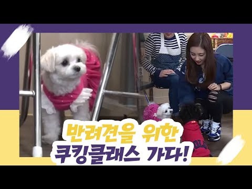 최희, 쿠킹 클래스에 가다 [오 마이 펫 시즌2] 6회