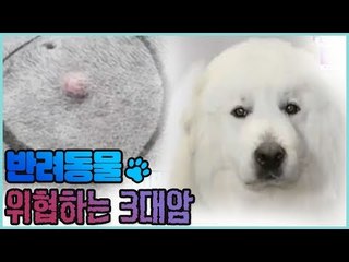 반려동물을 괴롭히는 3대 암 [펫 닥터스 시즌2] 11회