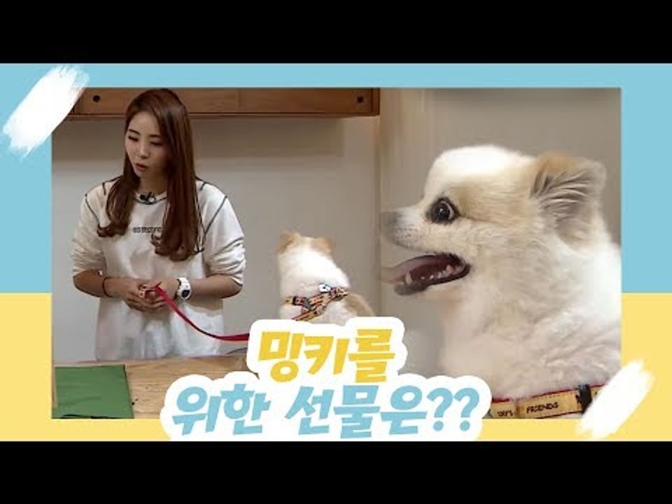 신수지, 밍키를 위한 선물을? [오 마이 펫 시즌2] 12회