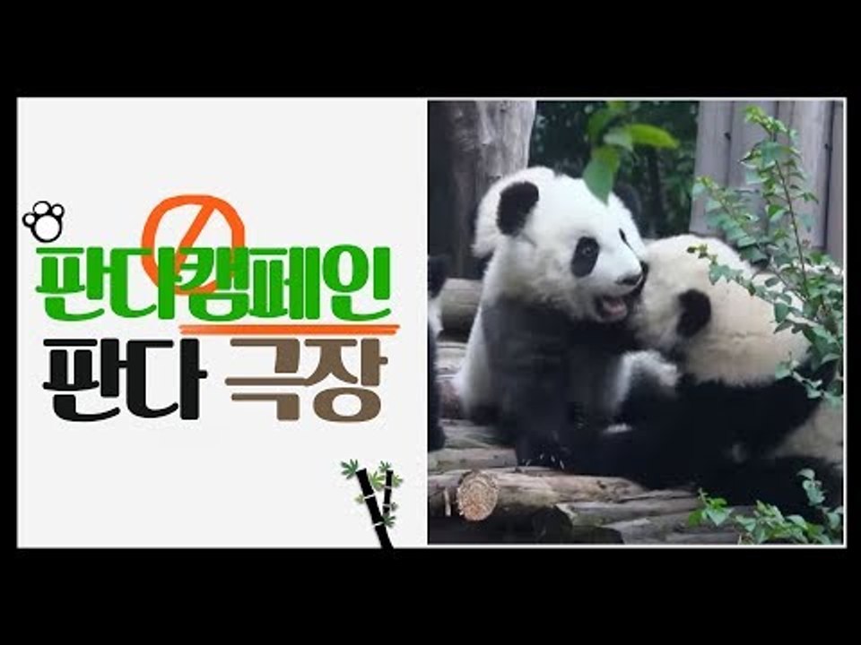 행복한 하루를 만들어가는 희망찬 판다 이야기 [판다극장] 2회