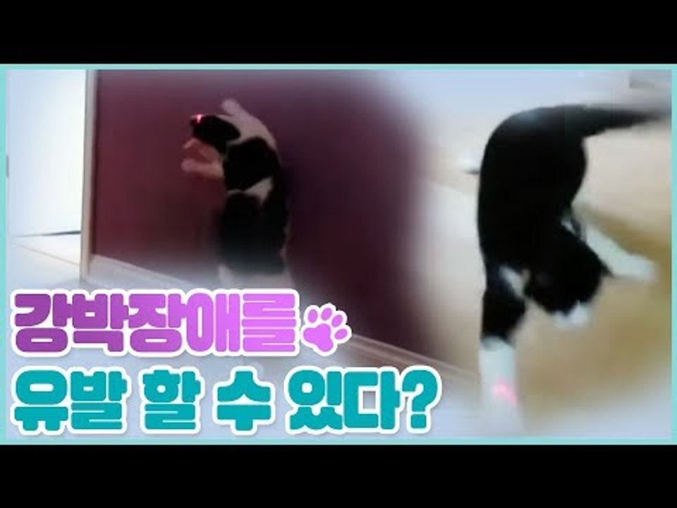 강박장애를 유발할 수 있는 놀이? [펫 닥터스 시즌2] 12회