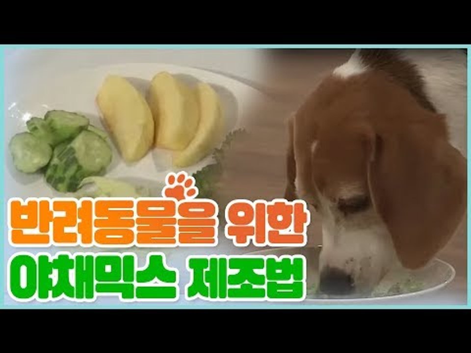 반려동물을 위한 야채 믹스 제조법 [펫 닥터스 시즌2] 12회
