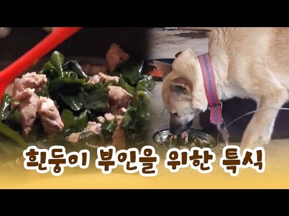 흰둥이 부인을 위한 특식 선물 [윤형빈의 팔도견문록] 6회
