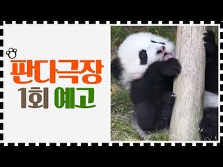 [1회 예고] 판다극장, 6월 12일 (금) 밤 11시 첫방송