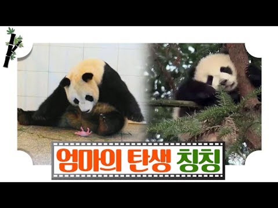 ‘칭칭 母子’ 엄마 칭칭과 6개월 된 아들 판다 [판다극장] 1회