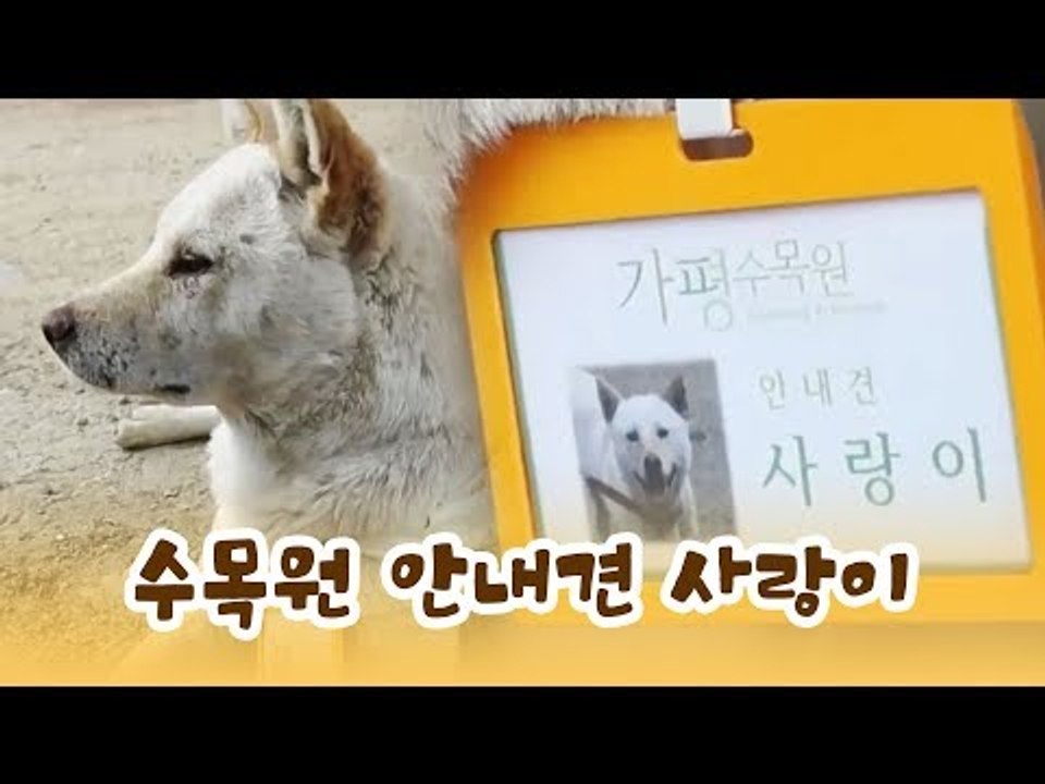 자타 공인! 수목원의 안내견 영특한 사랑이 [윤형빈의 팔도견문록] 7회