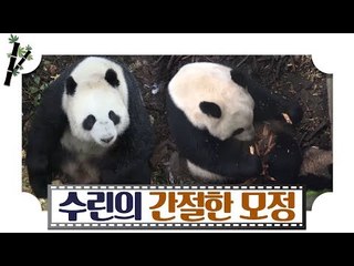가슴 뭉클한 수린의 간절한 모정 [판다극장] 5회