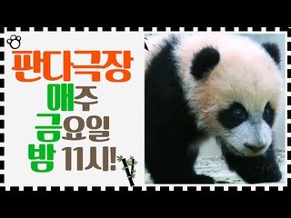 [예고] 초특급 판다 블록버스터 판다극장! 매주 금요일 밤 11시