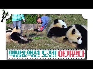 먹방과 액션에 도전한 아기 판다 [판다극장] 6회