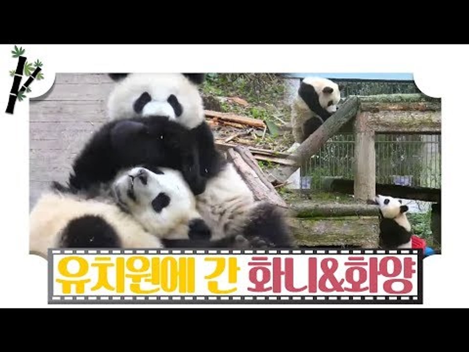 유치원에 간 판다, 화니와 화양 [판다극장] 7회