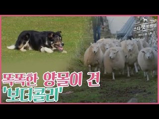 똑똑한 양몰이 견, 보더콜리 [스타 펫 트래블 바다 in 영국] 1회