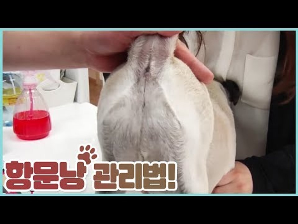 반려동물 항문낭 관리법 [펫 닥터스 시즌2] 12회