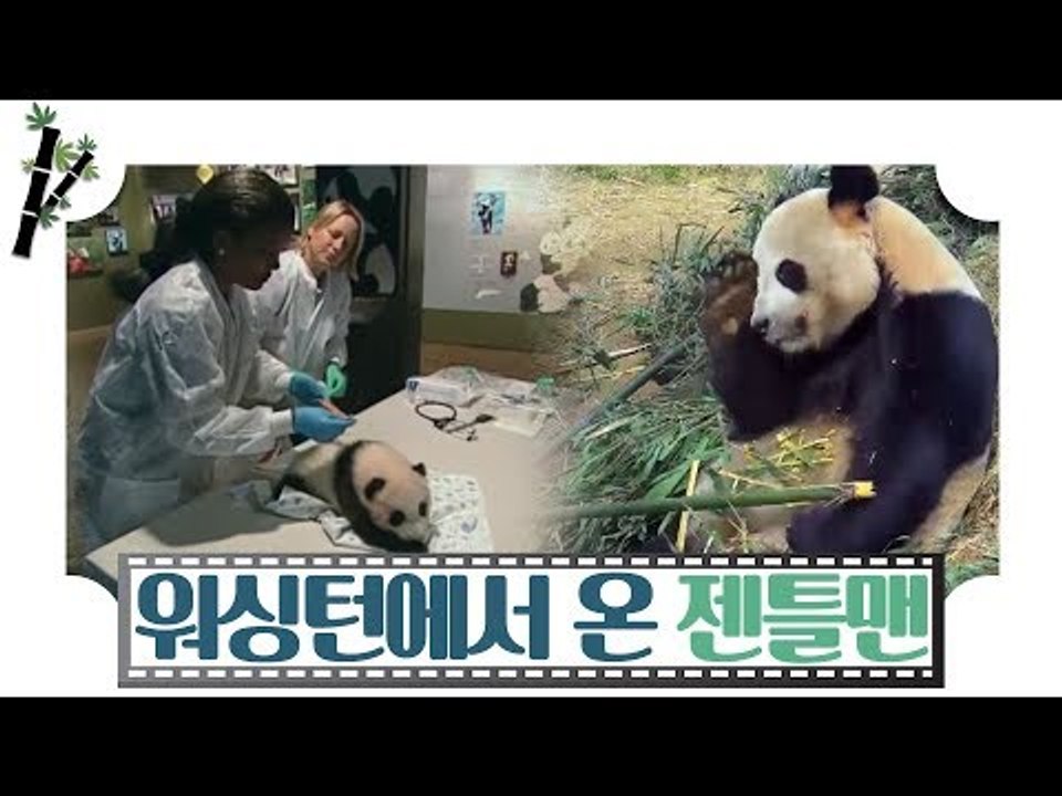 워싱턴에서 온 젠틀맨 판다, 태산 [판다극장] 8회