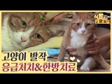 고양이 발작 응급처치 & 한방치료 [식빵굽는 고양이] 8회