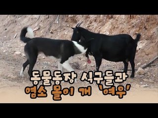 동물농장 식구들과 염소 몰이 개 여우! [윤형빈의 팔도견문록 시즌2] 3회