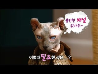 모두가 즐길수 있는 반려동물 전문 채널 skyPetpark