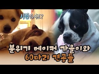 분위기 메이커 가을이와 60마리 견공들 [윤형빈의 팔도견문록 시즌2] 4회
