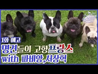 [1회 예고] 파비앙과 함께 스타 펫 트래블 in 프랑스, 11월 20일 (금) 밤 10시