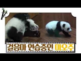 걸음마 연습 중인 아기 판다 마오주 [판다극장] 5회