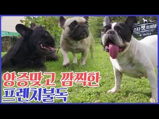앙증맞고 깜찍한 프렌치불독 [스타 펫 트래블 in 프랑스] 1회
